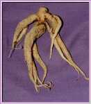 Mandrake Root - whole - Mandragora Autumnalis (26 gram approx) Mandrake Root - whole - Mandragora Autumnalis (26 gram approx)